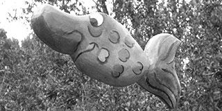 Nasenfische